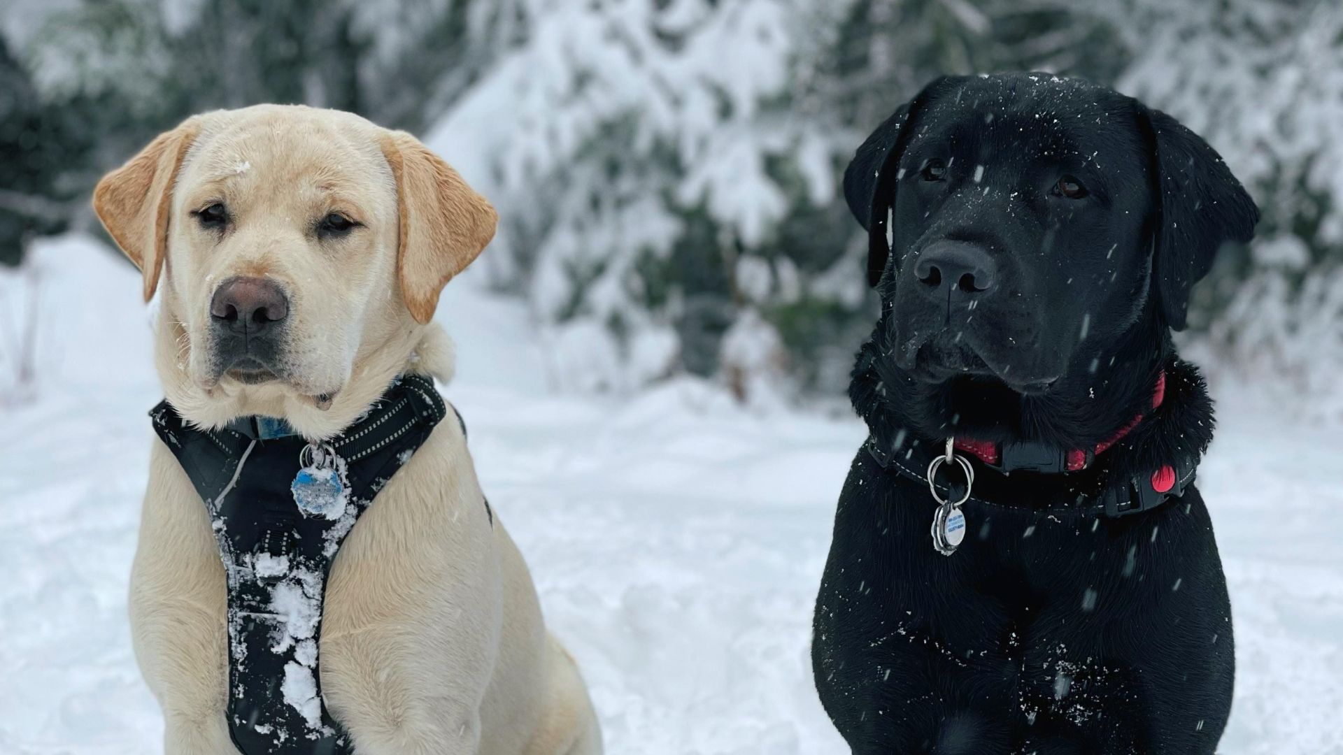 About Alpine Veterinary Hospital Vet In Hood River, OR