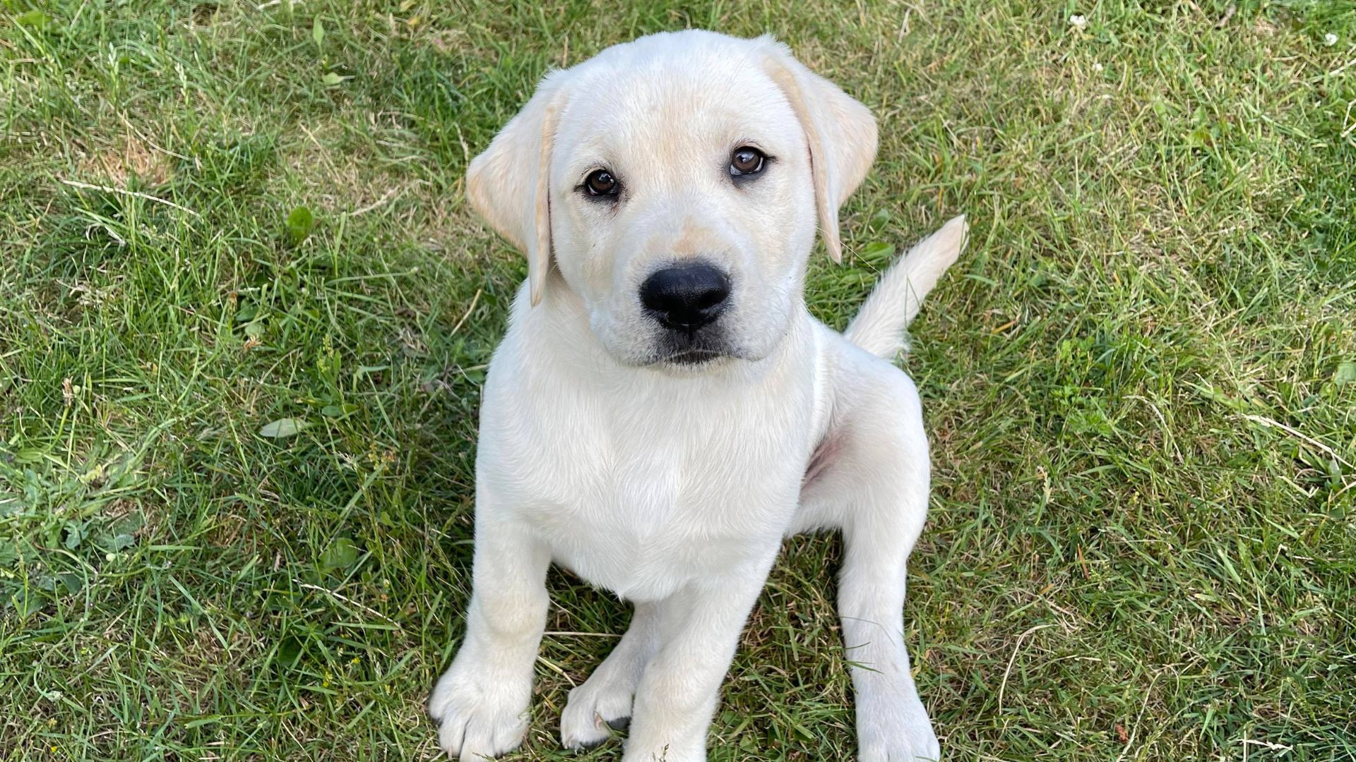 Pet Information In Hood River OR 97031 Alpine Vet Hospital pet-information-in-hood-river-or-97031-alpine-vet-hospital