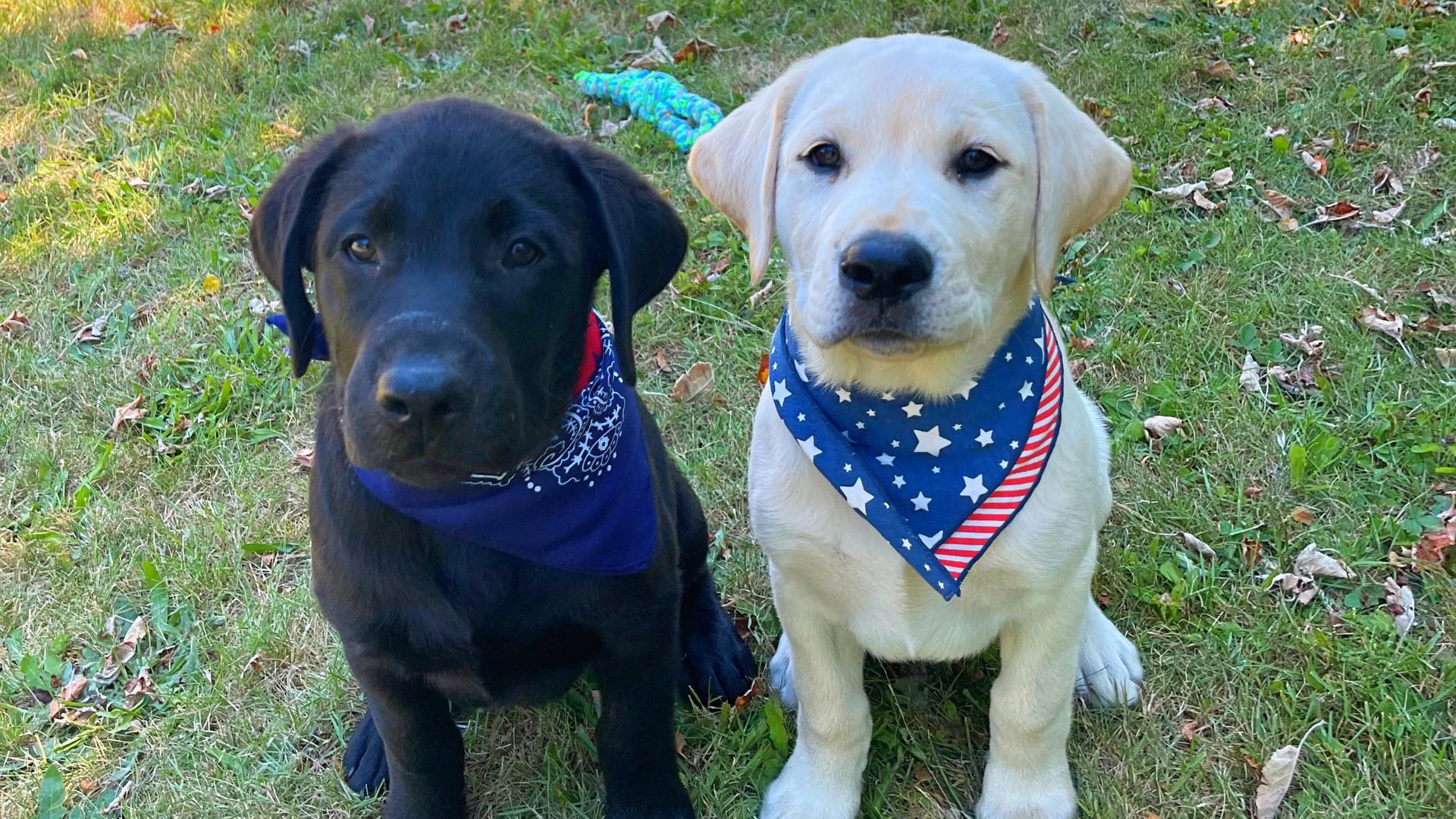 Alpine Veterinary Hospital Gallery Vet In Hood River, OR