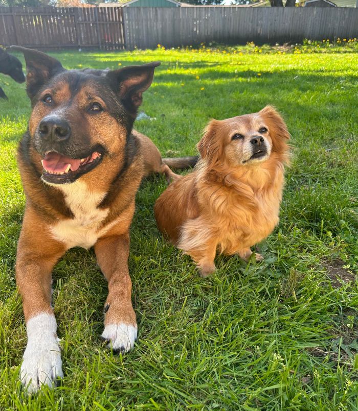 two dogs sitting in the park
