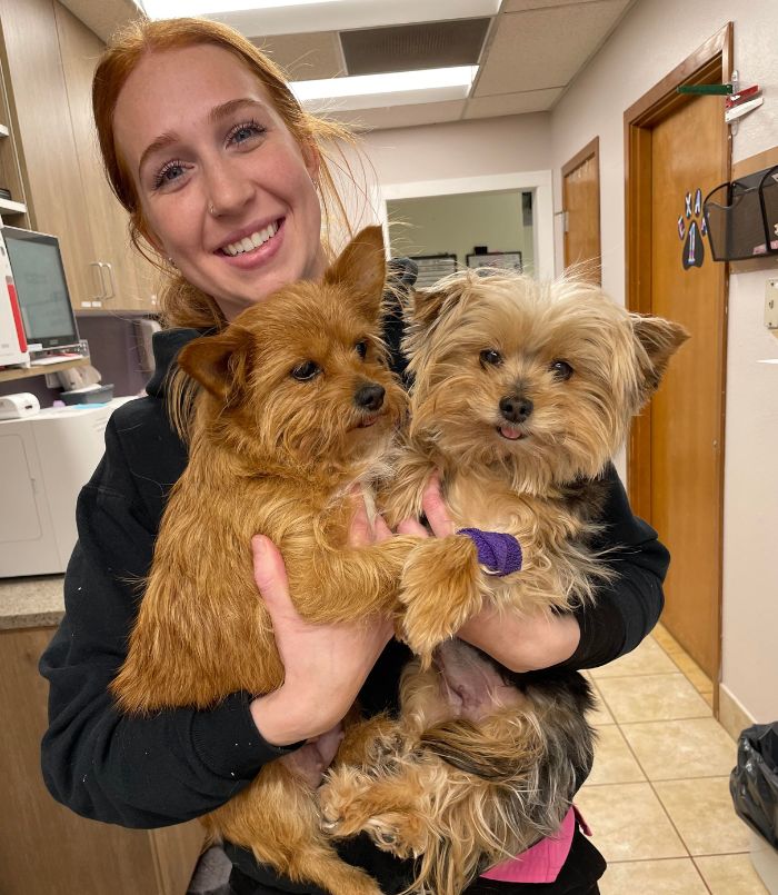 veterinarian holding cute puppies in her hands