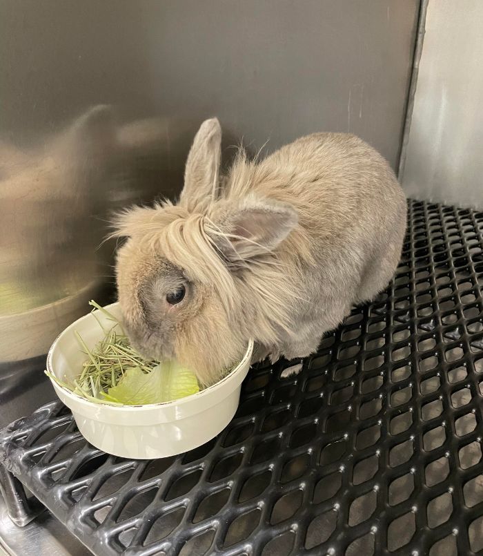 rabbit eating in the bowl