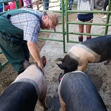 pigs in the farm
