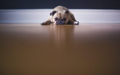 5 Effective Strategies for Easing Your Pet’s Anxiety