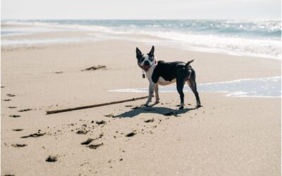 Exploring Outdoor Adventures with Your Furry Friend