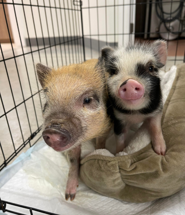 two mini pigs