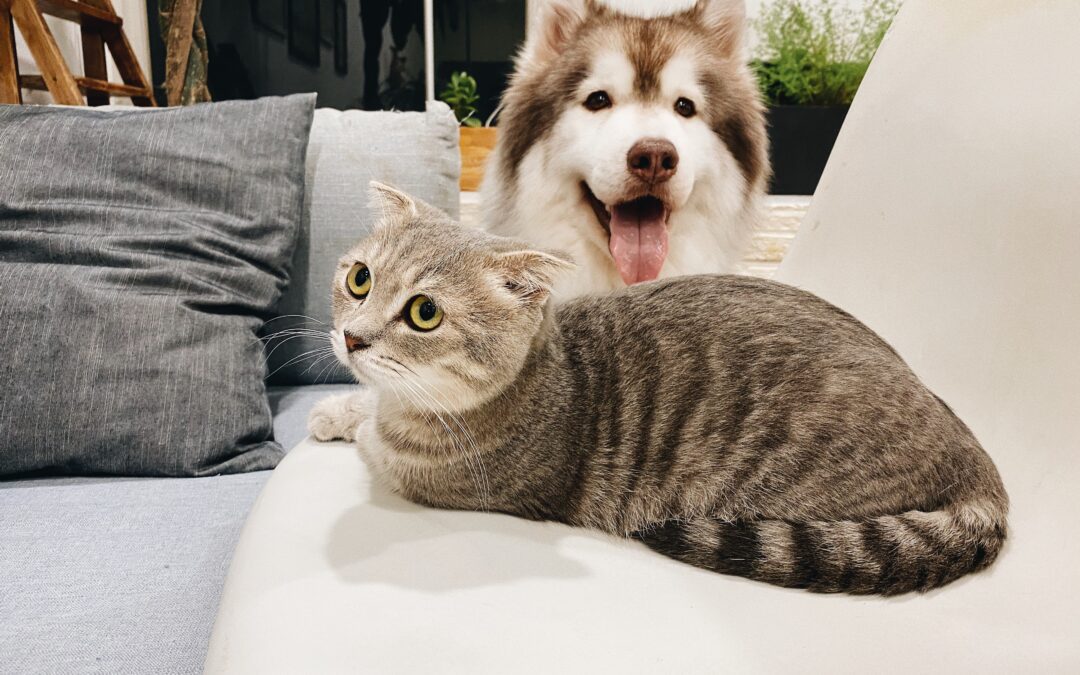Cat and husky laying on a couch together