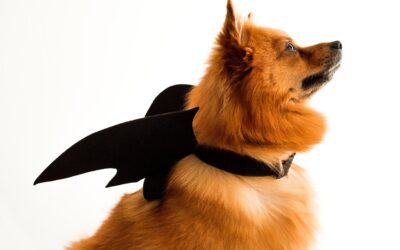 Protecting Your Beloved Pets: Halloween Pet Safety Guidelines