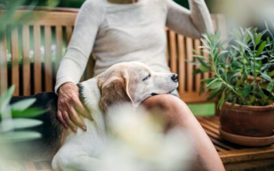 Unveiling the Joys of Adopting a Senior Pet
